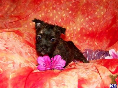 Cairn Terrier Puppies for Sale
